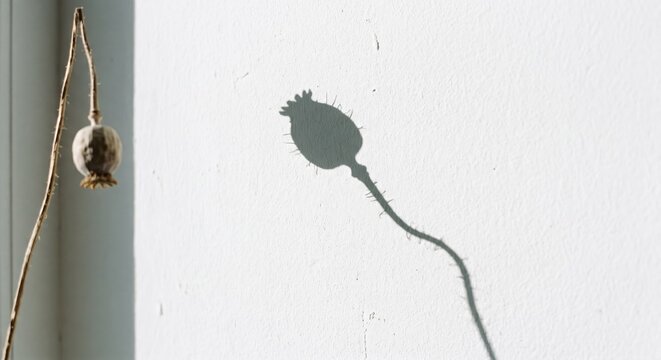 Dandelion clock seed head casting shadow on white wall background