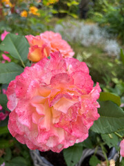 Fototapeta premium pink rose in garden