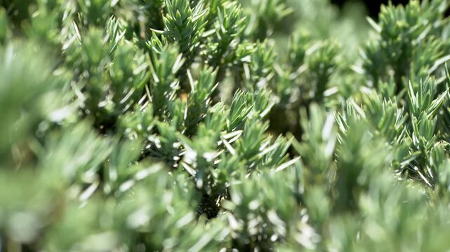 Vibrant green juniper needles grow on a lush evergreen bush during a bright sunny day with soft bokeh background. Concept of summer freshness, ecological growth, and botanical beauty.