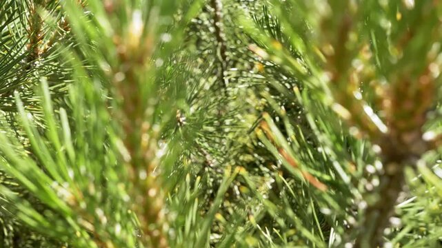 Vivid green pine tree needles bask in warm sunlight featuring a shallow depth of field. Concept of peaceful summer vacations, serene forest walks, and tranquil outdoor rest.