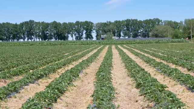 Long rows of green strawberry plants grow alongside straw paths under a clear blue summer sky. Concept of sustainable agriculture, rural travel, summer holidays, and fresh organic farming.