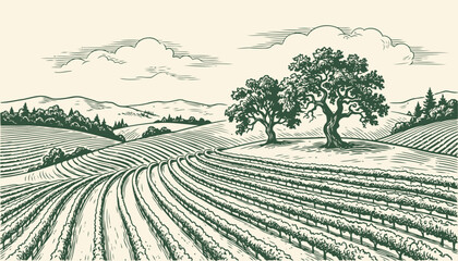Rolling farmland with trees and cultivated fields in vintage engraving style © Saifur Rahman