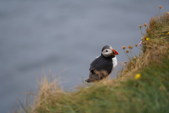 View of an Atlantic puffin perched on the grassy cliff edge of Latrabjarg with the ocean in the background in Hvallatur, Vesturbyggd, Iceland.