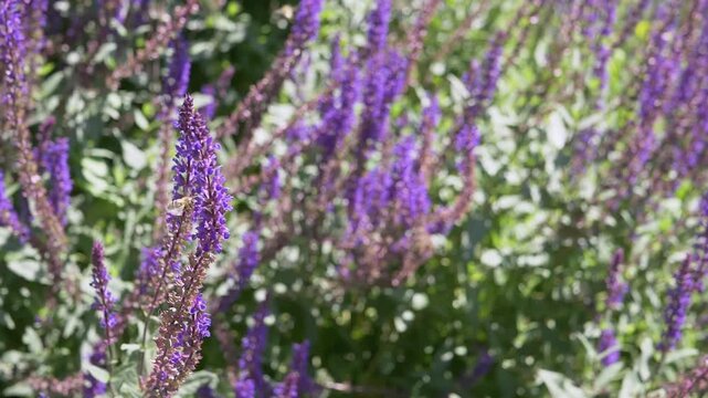 A honey bee actively pollinates bright purple salvia flowers blooming in a sunny garden with a softly blurred background. Concept of summer nature, wildlife preservation, and ecology.