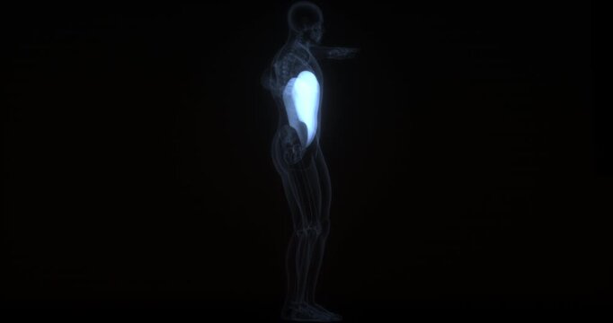 Abdominal external oblique muscle in human body. X Ray. Loop