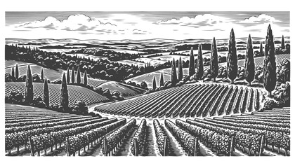 Fototapeta premium Rolling vineyard landscape with cypress trees, vintage engraving style.