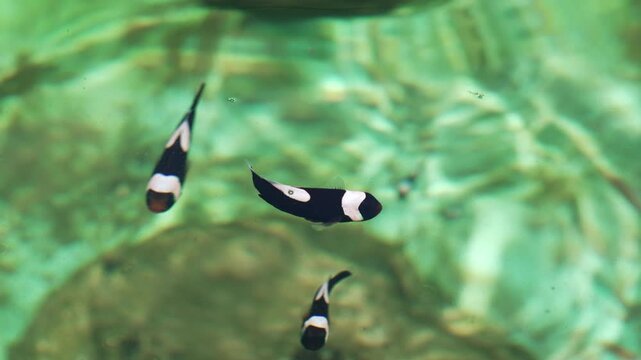slow motion of saddleback clownfish or yellowfin anemonefish (Amphiprion polymnus) swimming in water