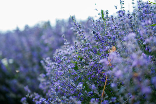 View of vibrant purple lavender flowers blooming in a field under soft natural light in Novi Sad, Vojvodina, Serbia.