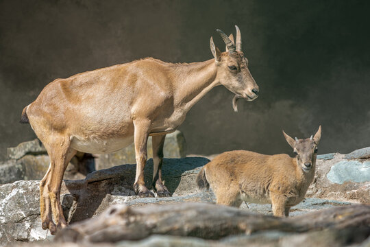 West Caucasian Tur mother and kid standing on rocky mountain terrain in natural soft light