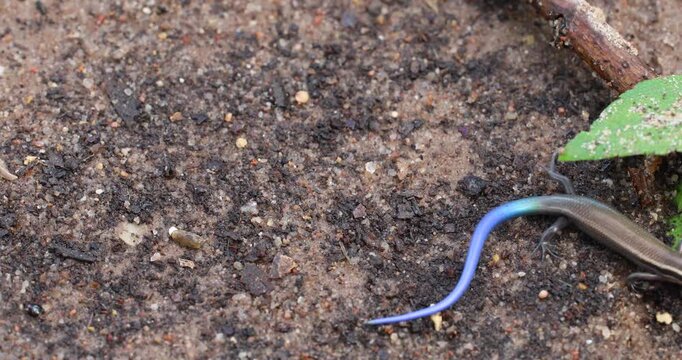Static video of Four-Lined Skink (Plestiodon tetragrammus). The skink crawls away under a leaf.