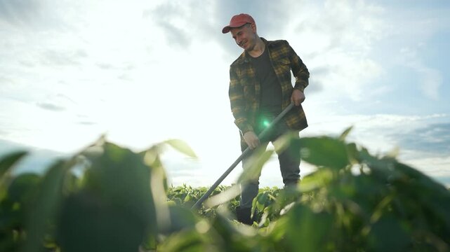 Farmer working in soybean field with a hoe. Man in plaid shirt and cap tending crops under sunlight. Rural lifestyle, hard work concept. Farmer cultivating soybean plants. Hands-on farm work scene.