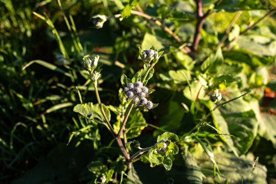 Close view of burdock stems with round burs catching morning sun among bright green leaves in wild meadow growth showing texture and form of this resilient countryside plant.