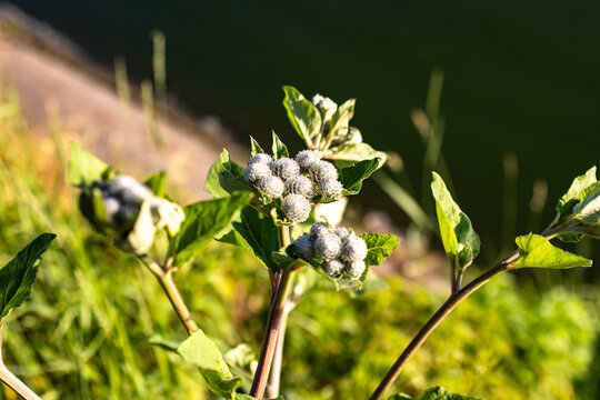 Macro of burdock burrs covered with soft hooks and silver fuzz shining in direct sunlight while green leaves frame the wild stem on a riverbank path during warm summer morning.