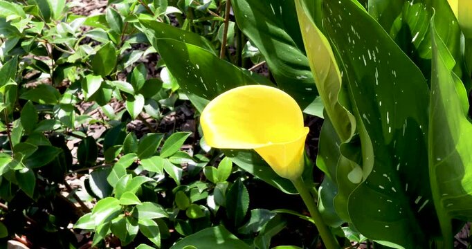Static video of yellow Calla Lily flower