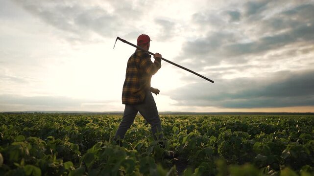 Farmer walking through soybean field with hoe. Man in plaid shirt and cap outdoor agricultural work. Farmer tending to soybean plant maintaining crops outdoor. Rural lifestyle peaceful evening scene.