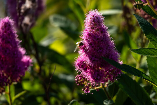A single spirea plume stands vivid and bright with a bee gathering nectar. Sunlit details and blurred greenery surround the scene offering a crisp macro of natural garden activity.