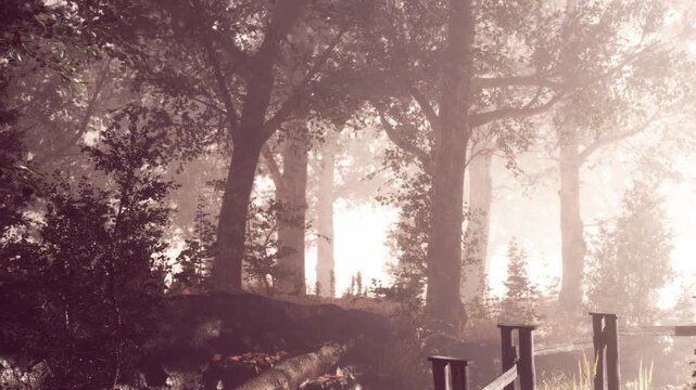 The scene shows a forest with tall trees. Sunlight comes through the leaves. A path is visible with some rocks and plants around. It looks bright and natural, showing early morning.