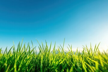 Fototapeta premium Fresh green grass under clear blue sky