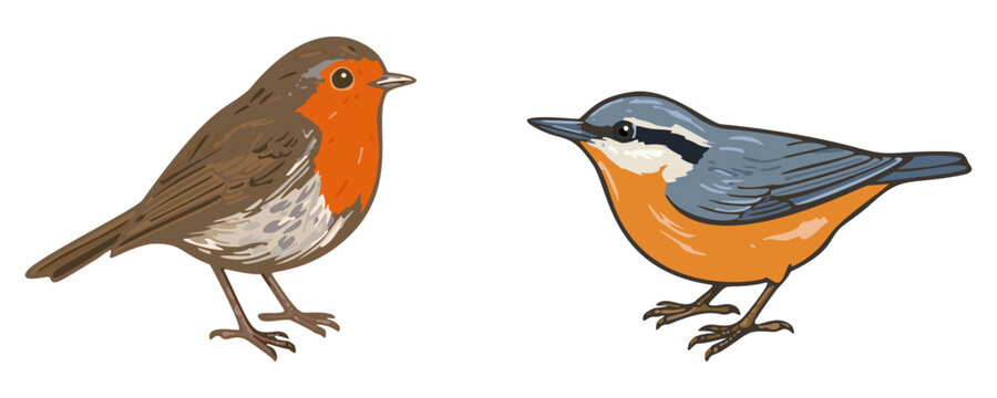Autumn forest birds vector elements set. Isolated illustrations of European robin and Eurasian nuthatch on transparent background. Graphic design icons for stickers and fall decor.