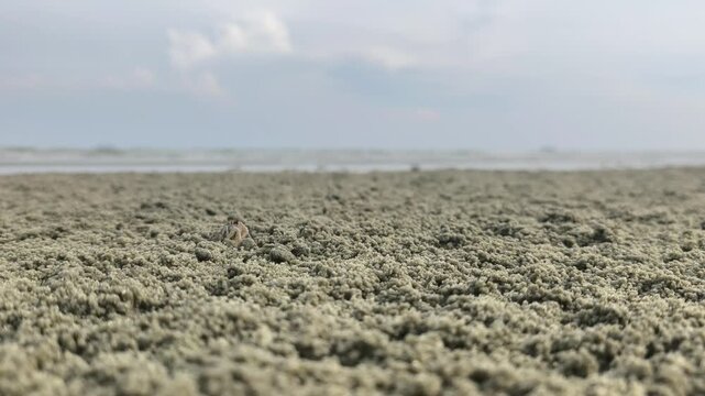 Countless tiny sand bubbler crabs emerge from their burrows. They scuttle across the beach to feed. As the high tide approaches, they quickly retreat back into their holes for safety.
