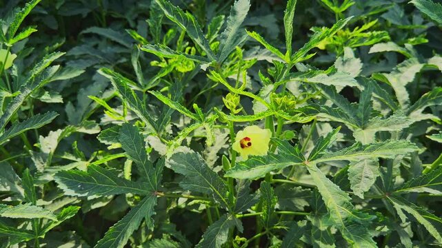 Smooth close up tracking shot of a blooming okra flower surrounded by lush green plants growing in a cultivated agricultural field under natural daylight