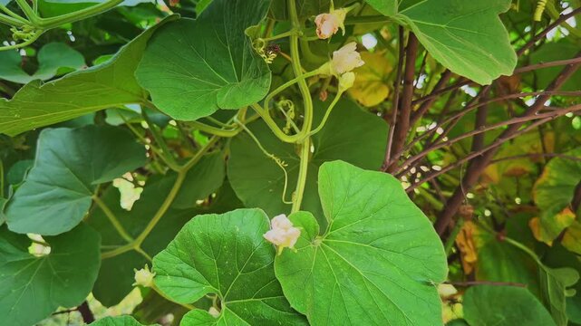 Healthy bottle gourd vine displaying delicate white blossoms and vibrant green foliage growing naturally in bright outdoor daylight