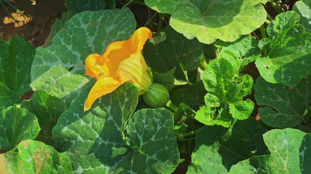 Bright yellow Indian pumpkin flower with a developing young pumpkin surrounded by healthy green foliage in natural daylight