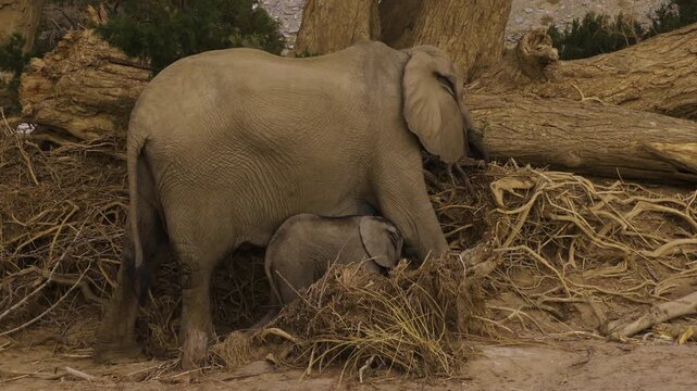 A desert elephant mother feeds on the branches of a fallen tree in the Namib Desert, with her calf in tow. The calf tries in vain to reach the teats and nurse as the mother keeps moving.