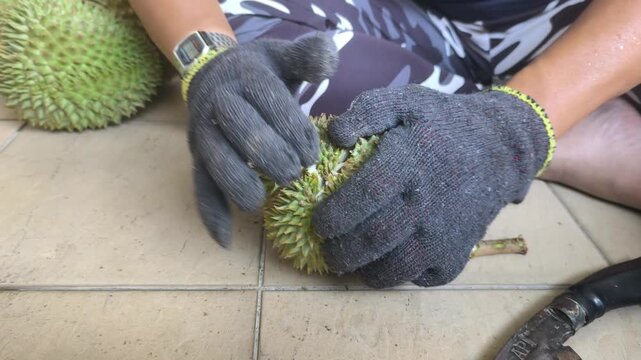 A person carefully cracks open a thorny durian using a traditional machete. The thick husk splits apart seamlessly. Inside, the fresh, rich, creamy yellow flesh is beautifully revealed.