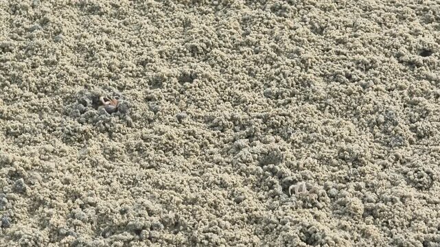 Countless tiny sand bubbler crabs emerge from their burrows. They scuttle across the beach to feed. As the high tide approaches, they quickly retreat back into their holes for safety.