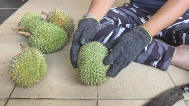 A person carefully cracks open a thorny durian using a traditional machete. The thick husk splits apart seamlessly. Inside, the fresh, rich, creamy yellow flesh is beautifully revealed.