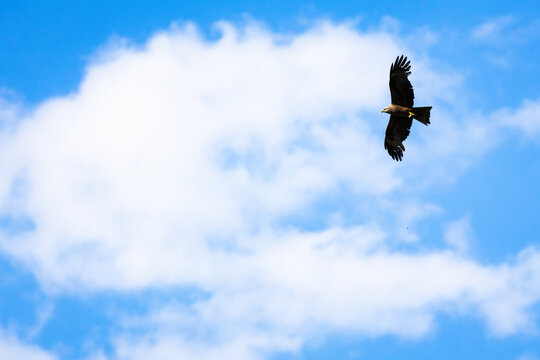 Golden light touches a circling raptor in a wide blue arena of drifting cloud. The moment feels calm and assured with wings poised for lift and eyes tuned to distant movement below.