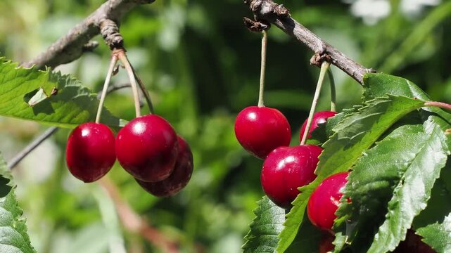 Clusters of ripe red sweet cherries hanging from a cherry tree among lush green leaves, ready for harvest in early summer.