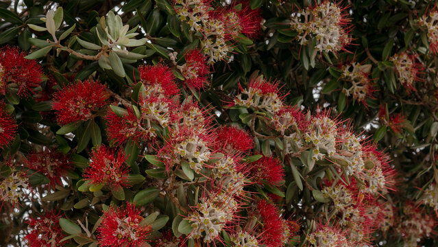 Metrosideros excelsa in Full Bloom &mdash; New Zealand Christmas Tree Pōhutukawa Red Flower Close-Up with Stamens and Yellow Anthers
