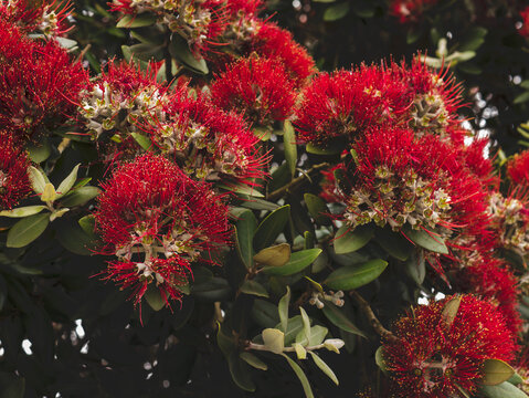 Metrosideros excelsa in Full Bloom &mdash; New Zealand Christmas Tree Pōhutukawa Red Flower Close-Up with Stamens and Yellow Anthers