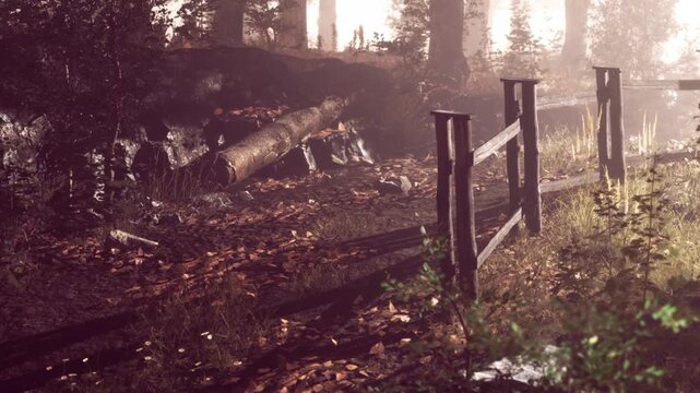 A pathway runs through a forest with fallen logs and scattered leaves. Sunlight filters through the trees, creating a warm atmosphere. The scene shows a mix of plants and trees.