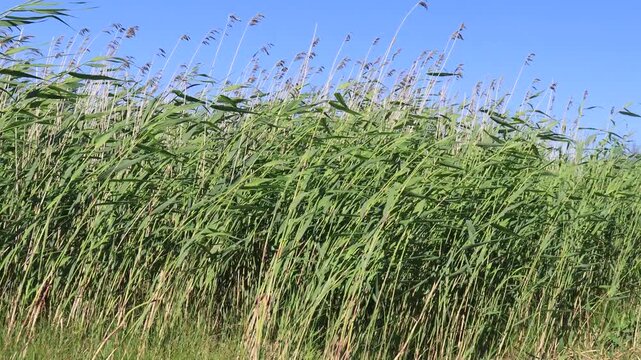 tall green reeds sway in the wind on a sunny summer day