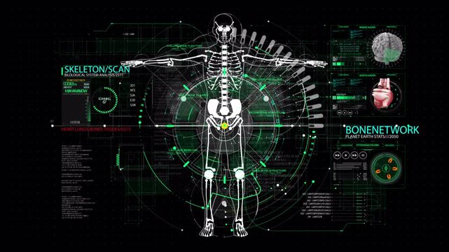 Futuristic Digital Human Skeleton Anatomy Interface Visualization.