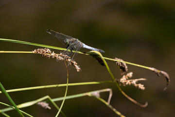 Libellule déprimée, Libellula depressa © JAG IMAGES