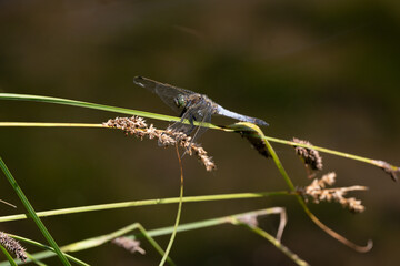 Libellule déprimée, Libellula depressa © JAG IMAGES
