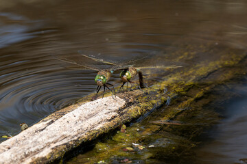 Libellule déprimée, accouplement, Libellula depressa © JAG IMAGES