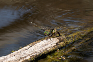 Libellule déprimée, accouplement, Libellula depressa © JAG IMAGES