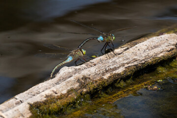 Libellule déprimée, accouplement, Libellula depressa © JAG IMAGES