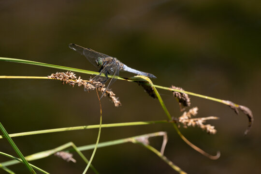 Libellule d&eacute;prim&eacute;e, Libellula depressa