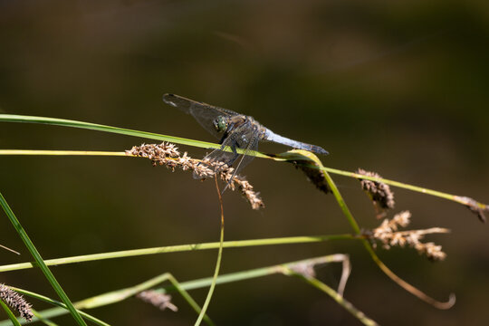 Libellule d&eacute;prim&eacute;e, Libellula depressa