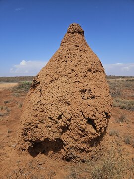 View of a large, weathered termite mound in the arid landscape near Minilya-Exmouth Road, surrounded by dry earth under a clear blue sky in Minilya, Western Australia, Australia.