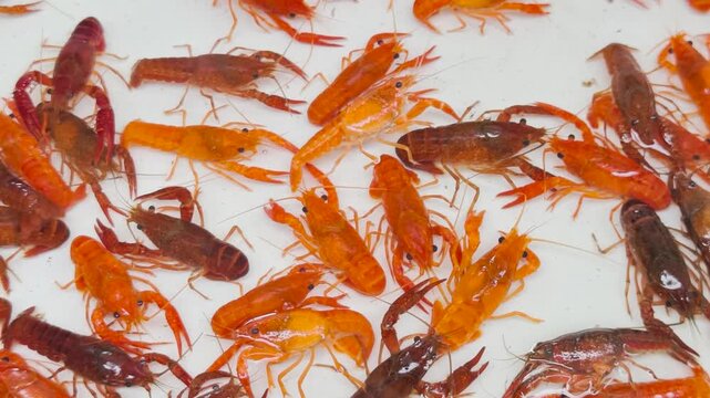 4K Many orange crayfish crawling together in a white plastic container