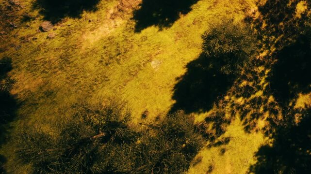 The ground shows a patch of green grass with shadows cast by trees. The sunlight creates a pattern on the grass. It is a bright day in a natural setting.