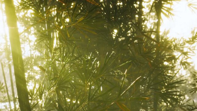 Sunlight shines through bamboo leaves in a forest. The leaves create a pattern of light and shadow. The scene shows the beauty of nature and greenery during daylight hours.