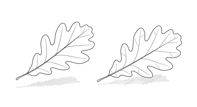 Two detailed outline drawings of oak leaves with dashed vein lines and shaded casting shadows on a white background.